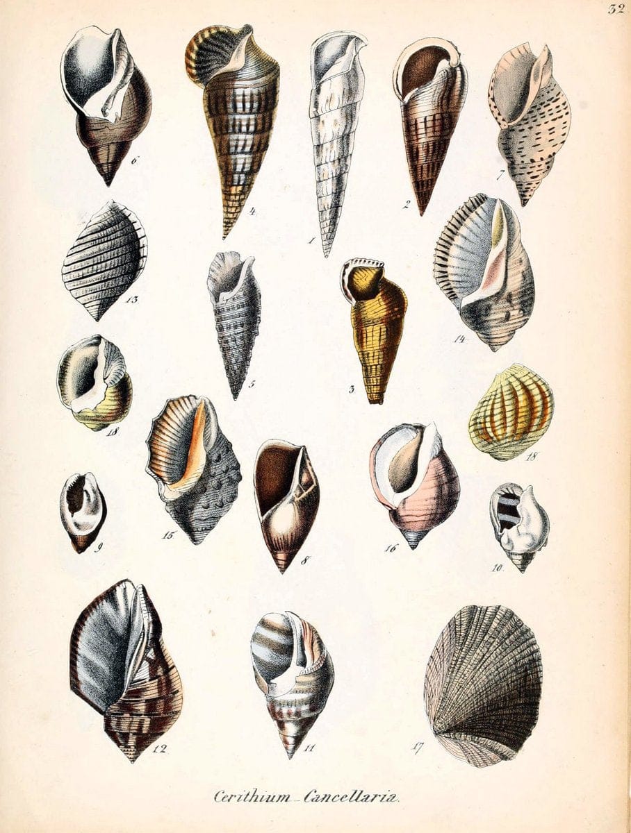 Conchylienbuch, oder, Allgemeine und besondere Naturgeschichte der Muscheln und Schnecke | Mollusks "Pictorial works"  | Vintage Print Reproduction 453769