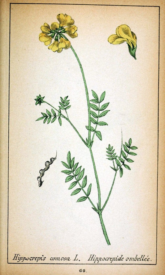 Choix de plantes de l'Europe centrale et particuliÃ¨rement de la Suisse et de la SavoieGe | Europe Central "Pictorial works" Plants "Savoy (France and Italy)" Switzerland  | Vintage Reproduction 453771
