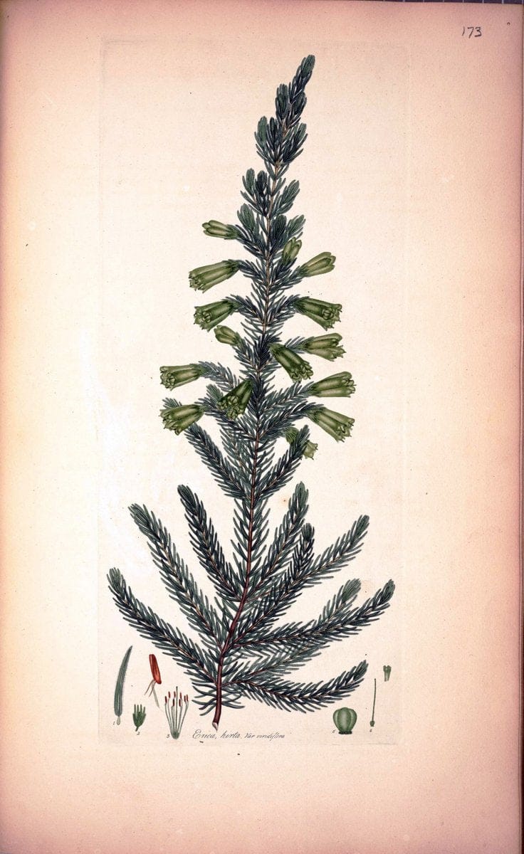 Coloured engravings of heaths :.London :Published by the Author. Printed by T. Bensley,1802-09 [1830]. |  | Vintage Print Reproduction 453772