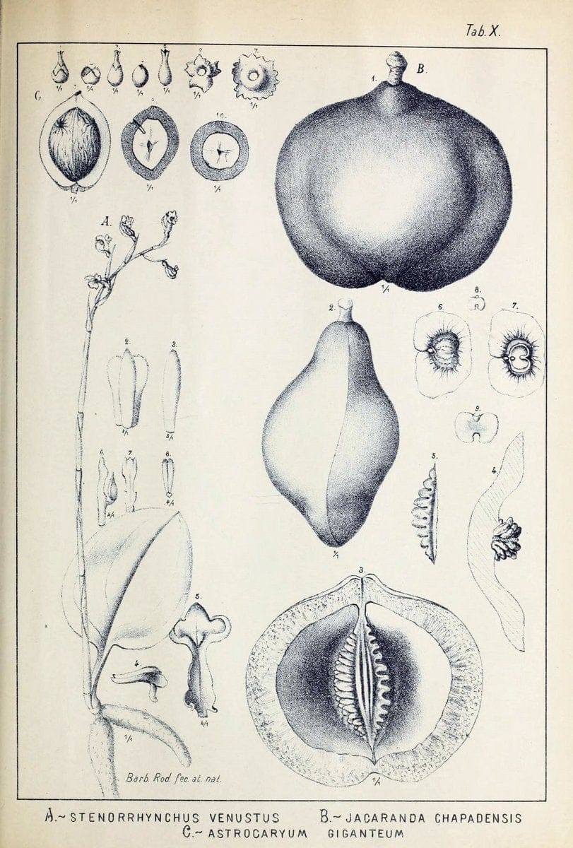 Contributions du Jardin botanique de Rio de Janeiro /.Rio de Janeiro :L'Etoile du Sud,1901-1907.  | Botany Brazil | Vintage Print Reproduction 453773