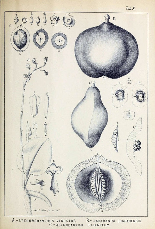 Contributions du Jardin botanique de Rio de Janeiro /.Rio de Janeiro :L'Etoile du Sud,1901-1907.  | Botany Brazil | Vintage Print Reproduction 453773