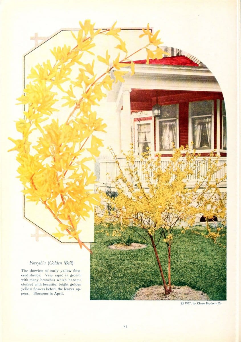 Chase fruit and flowers in natural colorsRochester, N.Y.,Chase brothers company[c1922] | Vintage Print Reproduction 453774