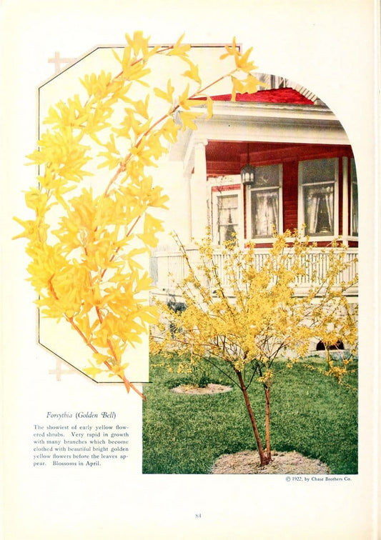 Chase fruit and flowers in natural colorsRochester, N.Y.,Chase brothers company[c1922] | Vintage Print Reproduction 453774