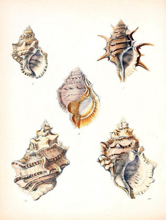 Conchologia iconica, or, Illustrations of the shells of molluscous animals /.London :Reeve, Brothers,1843-1878.  | Mollusks "Pictorial works" Shells | Vintage Print Reproduction 453775
