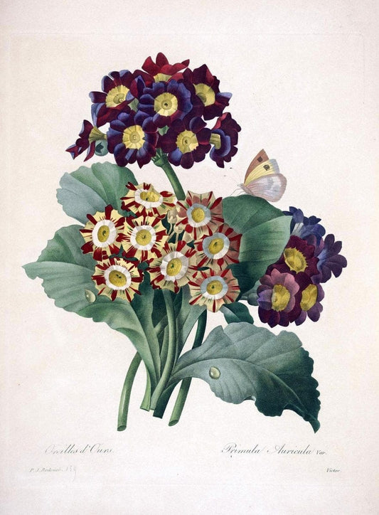 Choix des plus belles fleurs :.Paris:Ernest Panckoucke,[1833].. |  | Vintage Print Reproduction 453776