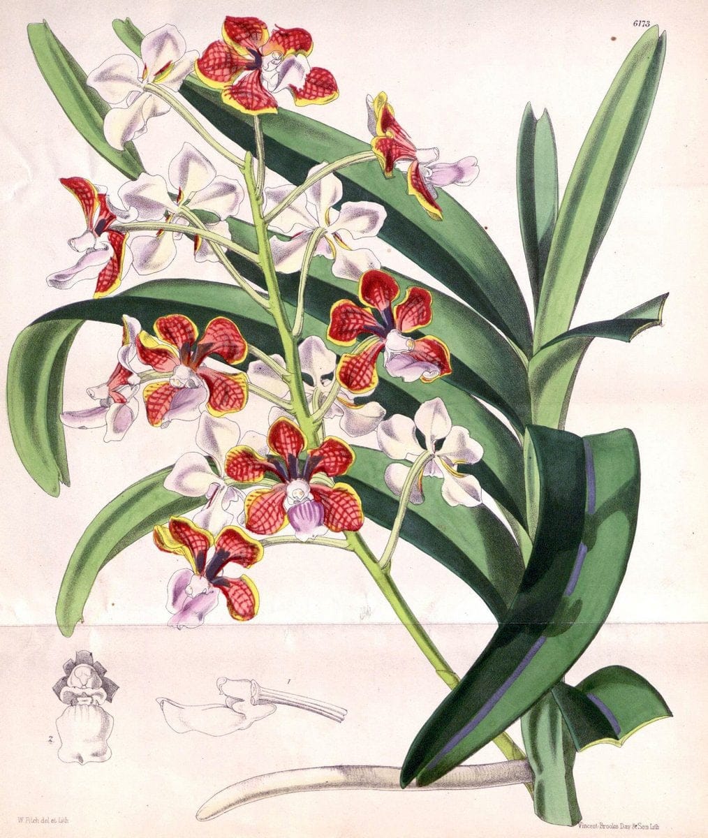Curtis's botanical magazine. London ; New York [etc.] :Academic Press [etc.]. | "Botanical illustration" Botany Periodicals "Pictorial works" "Plants, Ornamental"  | Vintage Print Reproduction 453778