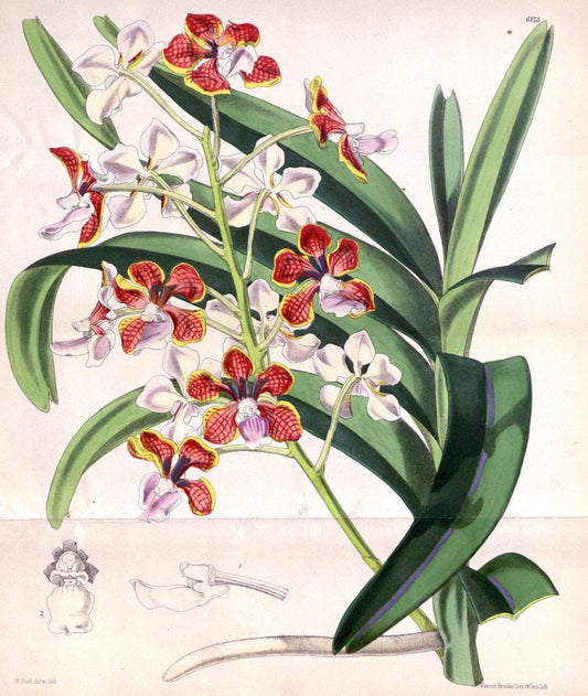 Curtis's botanical magazine. London ; New York [etc.] :Academic Press [etc.]. | "Botanical illustration" Botany Periodicals "Pictorial works" "Plants, Ornamental"  | Vintage Print Reproduction 453778