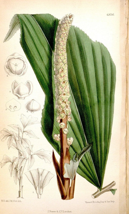 Curtis's botanical magazine. London ; New York [etc.] :Academic Press [etc.]. | "Botanical illustration" Botany Periodicals "Pictorial works" "Plants, Ornamental"  | Vintage Print Reproduction 453779