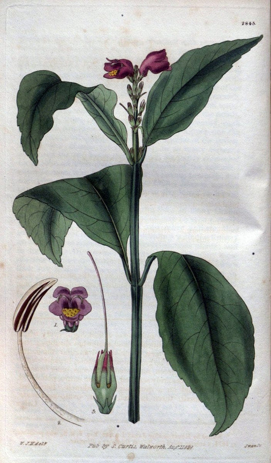 Curtis's botanical magazine. London ; New York [etc.] :Academic Press [etc.]. | "Botanical illustration" Botany Periodicals "Pictorial works" "Plants, Ornamental"  | Vintage Print Reproduction 453783