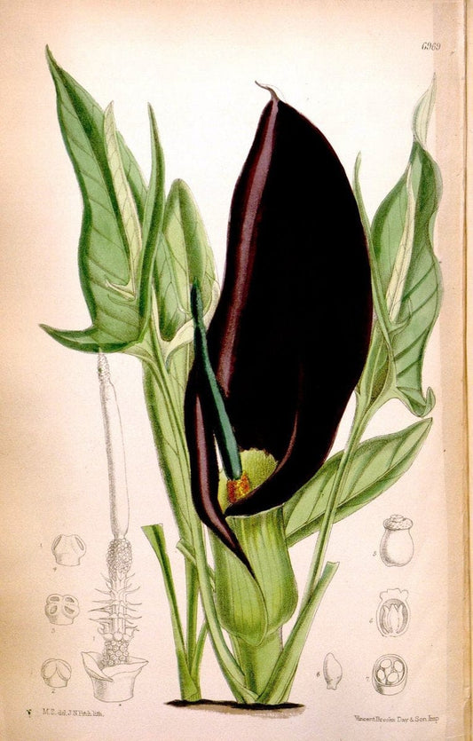 Curtis's botanical magazine. London ; New York [etc.] :Academic Press [etc.]. | "Botanical illustration" Botany Periodicals "Pictorial works" "Plants, Ornamental"  | Vintage Print Reproduction 453784