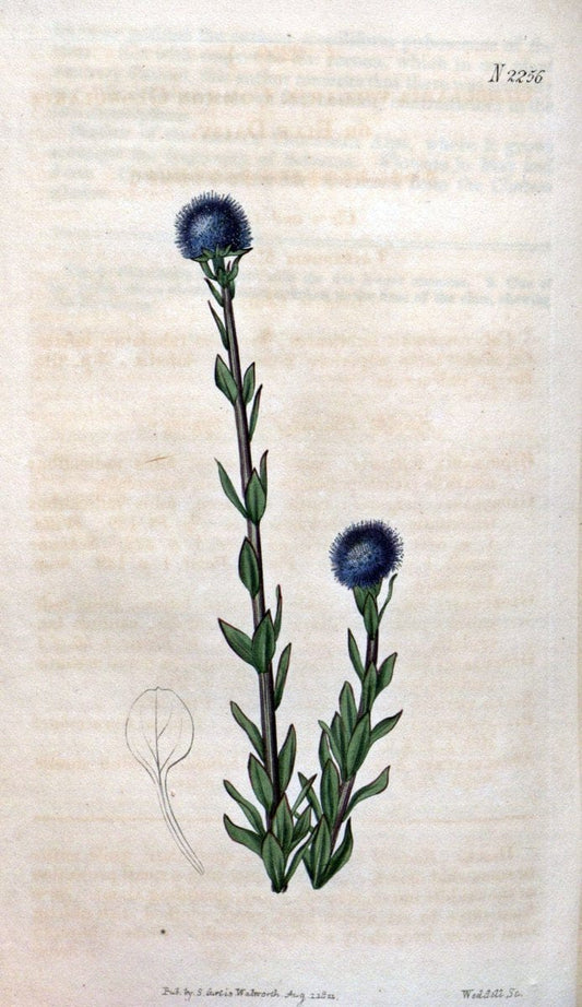Curtis's botanical magazine. London ; New York [etc.] :Academic Press [etc.]. | "Botanical illustration" Botany Periodicals "Pictorial works" "Plants, Ornamental"  | Vintage Print Reproduction 453785