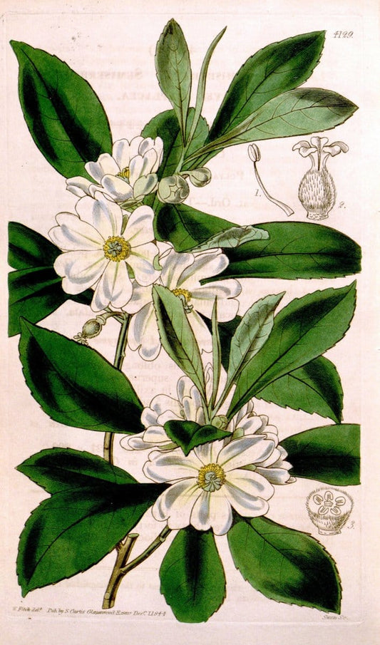 Curtis's botanical magazine. London ; New York [etc.] :Academic Press [etc.]. | "Botanical illustration" Botany Periodicals "Pictorial works" "Plants, Ornamental"  | Vintage Print Reproduction 453787