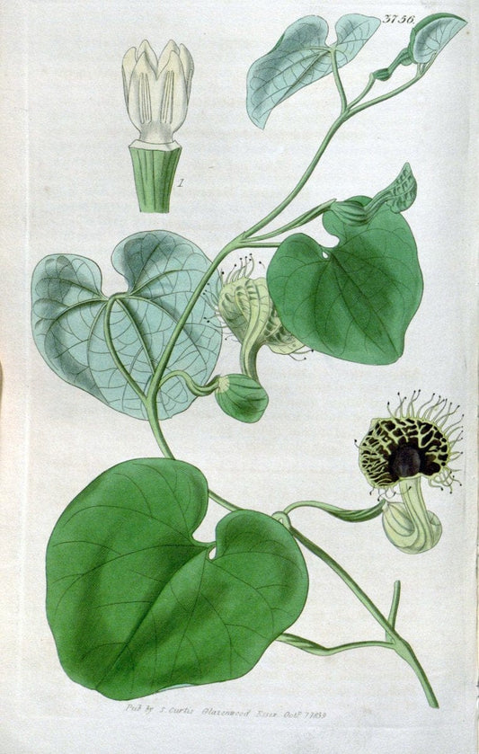 Curtis's botanical magazine..London ;New York [etc.] :Academic Press [etc.]. |  | Vintage Print Reproduction 453788