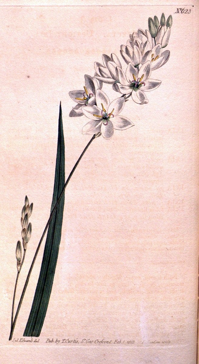 Curtis's botanical magazine. London ;New York [etc.] :Academic Press [etc.]. | Botany Periodicals "Pictorial works"  | Vintage Print Reproduction 453790
