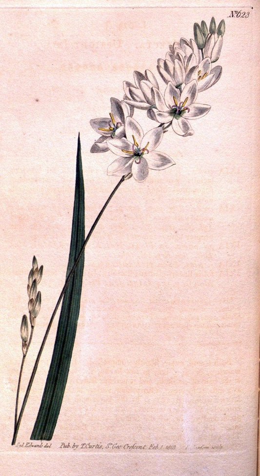 Curtis's botanical magazine. London ;New York [etc.] :Academic Press [etc.]. | Botany Periodicals "Pictorial works"  | Vintage Print Reproduction 453790