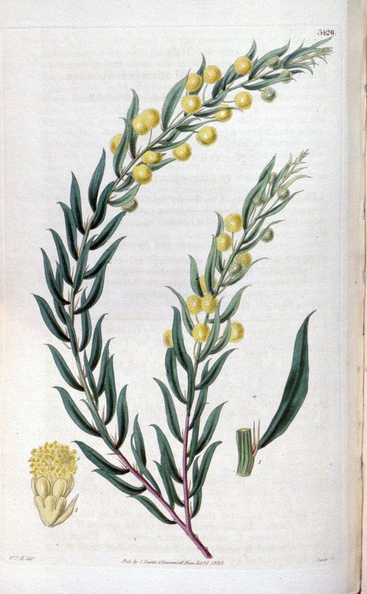 Curtis's botanical magazine. London ;New York [etc.] :Academic Press [etc.]. | Botany Periodicals "Pictorial works"  | Vintage Print Reproduction 453791