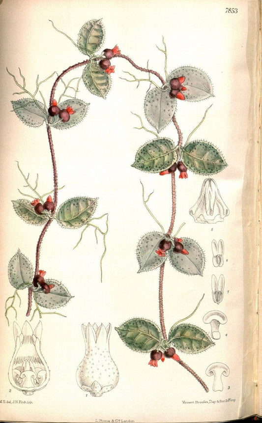 Curtis's botanical magazine. London ;New York [etc.] :Academic Press [etc.]. | Botany Periodicals "Pictorial works"  | Vintage Print Reproduction 453793