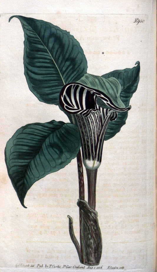 Curtis's botanical magazine. London ;New York [etc.] :Academic Press [etc.]. | Botany Periodicals "Pictorial works"  | Vintage Print Reproduction 453794