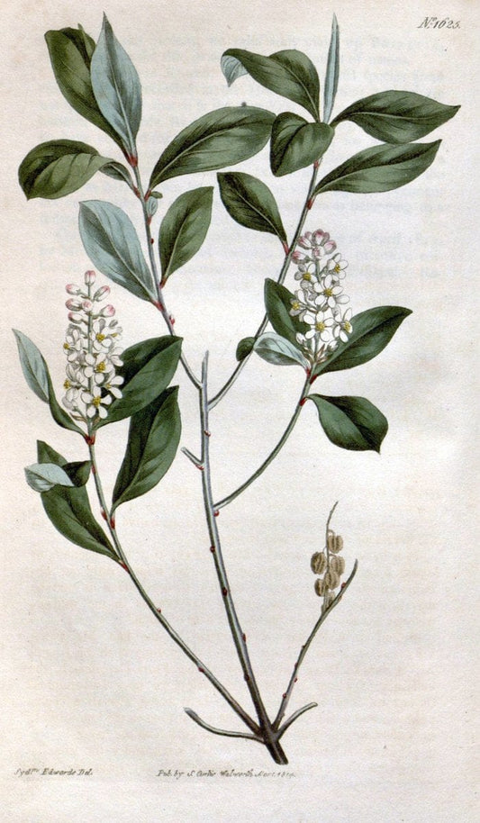 Curtis's botanical magazine. London ; New York [etc.] :Academic Press [etc.]. | "Botanical illustration" Botany Periodicals "Pictorial works" "Plants, Ornamental"  | Vintage Print Reproduction 453795