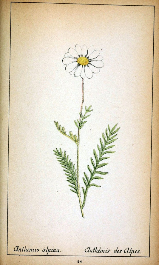 Choix de plantes de l'Europe centrale et particuliÃ¨rement de la Suisse et de la SavoieGe | Europe Central "Pictorial works" Plants "Savoy (France and Italy)" Switzerland  | Vintage Reproduction 453796