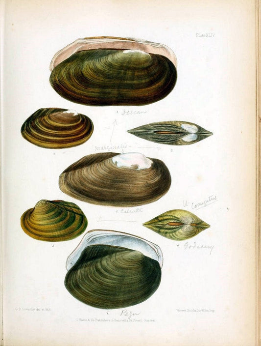 Conchologia indica,.London,1870-1876.. |  | Vintage Print Reproduction 453797