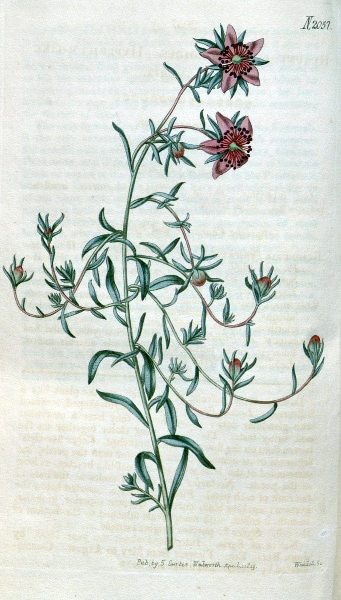 Curtis's botanical magazine. London ; New York [etc.] :Academic Press [etc.]. | "Botanical illustration" Botany Periodicals "Pictorial works" "Plants, Ornamental"  | Vintage Print Reproduction 453798