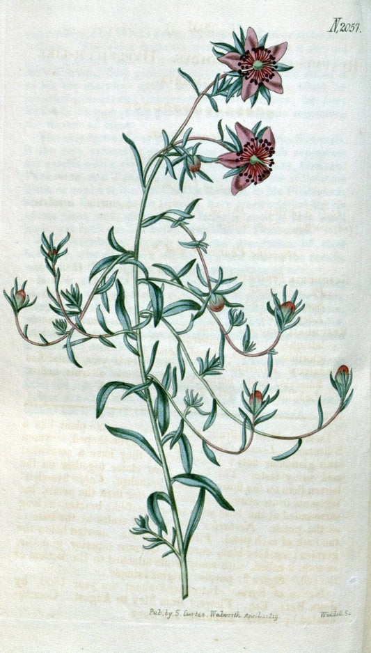 Curtis's botanical magazine. London ; New York [etc.] :Academic Press [etc.]. | "Botanical illustration" Botany Periodicals "Pictorial works" "Plants, Ornamental"  | Vintage Print Reproduction 453798