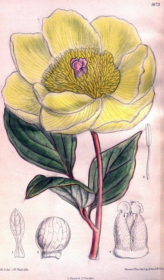 Curtis's botanical magazine. London ; New York [etc.] :Academic Press [etc.]. | "Botanical illustration" Botany Periodicals "Pictorial works" "Plants, Ornamental"  | Vintage Print Reproduction 453799
