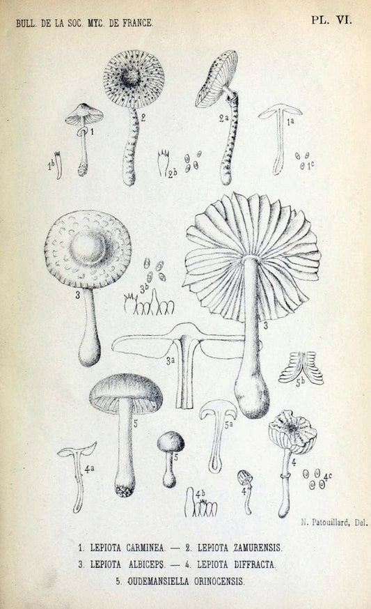 Bulletin de la SociÃ©tÃ© mycologique de France.Epinal :La SociÃ©tÃ©,1885-1903.  | France Fungi Mycology Periodicals | Vintage Print Reproduction 453800