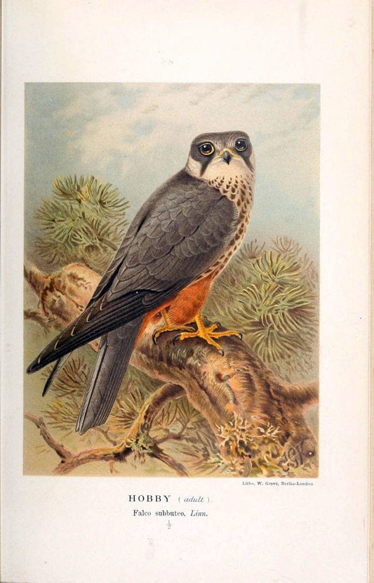 Coloured figures of the birds of the British Islands. v.1London :R. H. Porter,1885-1897. | Vintage Print Reproduction 453802