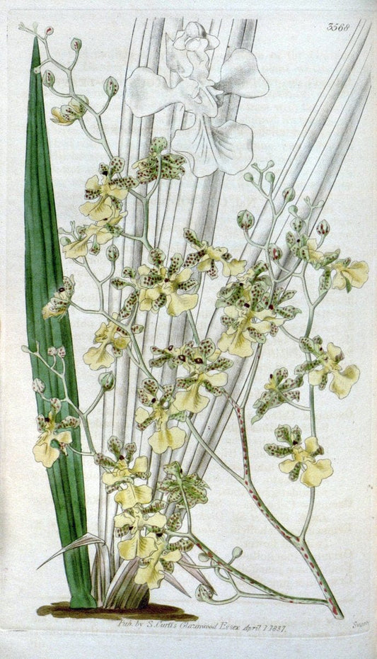 Curtis's botanical magazine. London ; New York [etc.] :Academic Press [etc.]. | "Botanical illustration" Botany Periodicals "Pictorial works" "Plants, Ornamental"  | Vintage Print Reproduction 453803