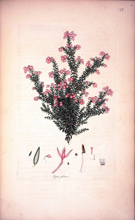 Coloured engravings of heaths :.London :Published by the Author. Printed by T. Bensley,1802-09 [1830]. |  | Vintage Print Reproduction 453804