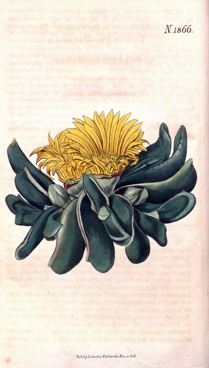 Curtis's botanical magazine. London ; New York [etc.] :Academic Press [etc.]. | "Botanical illustration" Botany Periodicals "Pictorial works" "Plants, Ornamental"  | Vintage Print Reproduction 453805