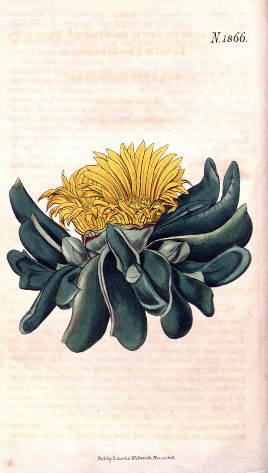 Curtis's botanical magazine. London ; New York [etc.] :Academic Press [etc.]. | "Botanical illustration" Botany Periodicals "Pictorial works" "Plants, Ornamental"  | Vintage Print Reproduction 453805