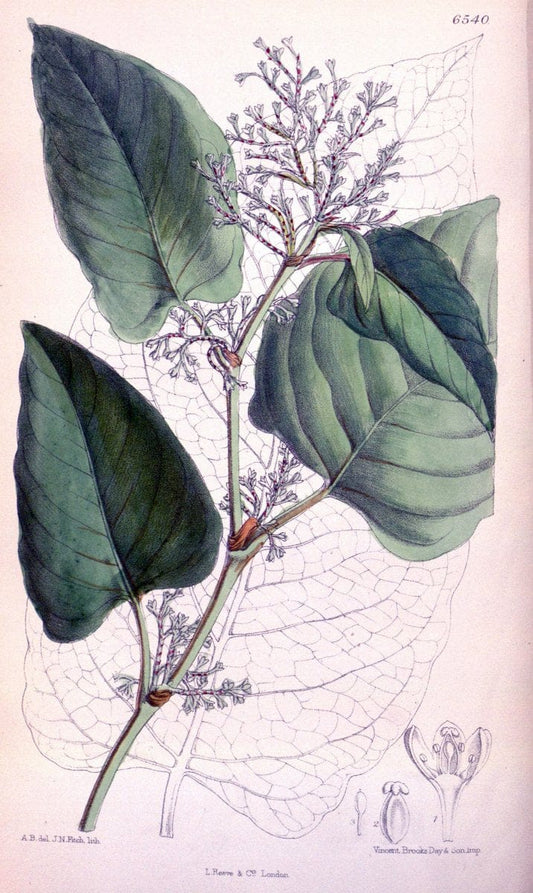 Curtis's botanical magazine. London ; New York [etc.] :Academic Press [etc.]. | "Botanical illustration" Botany Periodicals "Pictorial works" "Plants, Ornamental"  | Vintage Print Reproduction 453806