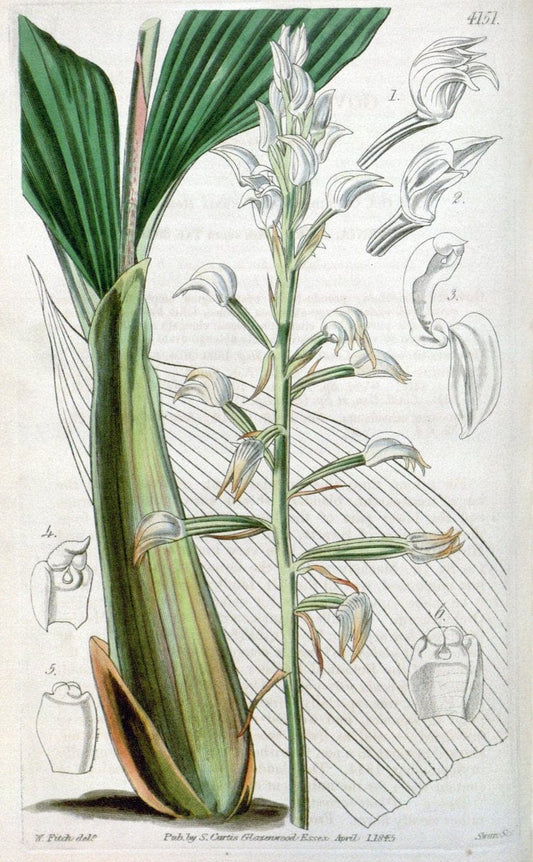 Curtis's botanical magazine. London ; New York [etc.] :Academic Press [etc.]. | "Botanical illustration" Botany Periodicals "Pictorial works" "Plants, Ornamental"  | Vintage Print Reproduction 453807