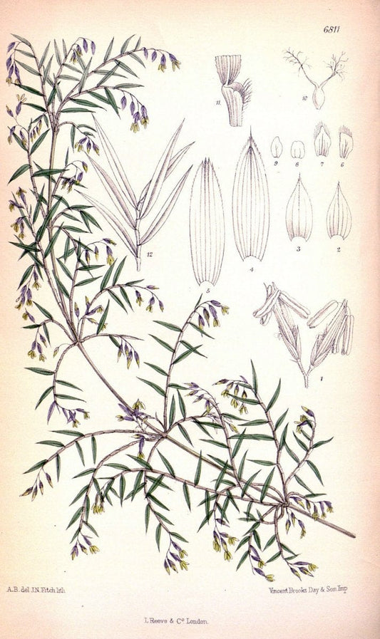Curtis's botanical magazine. London ; New York [etc.] :Academic Press [etc.]. | "Botanical illustration" Botany Periodicals "Pictorial works" "Plants, Ornamental"  | Vintage Print Reproduction 453809