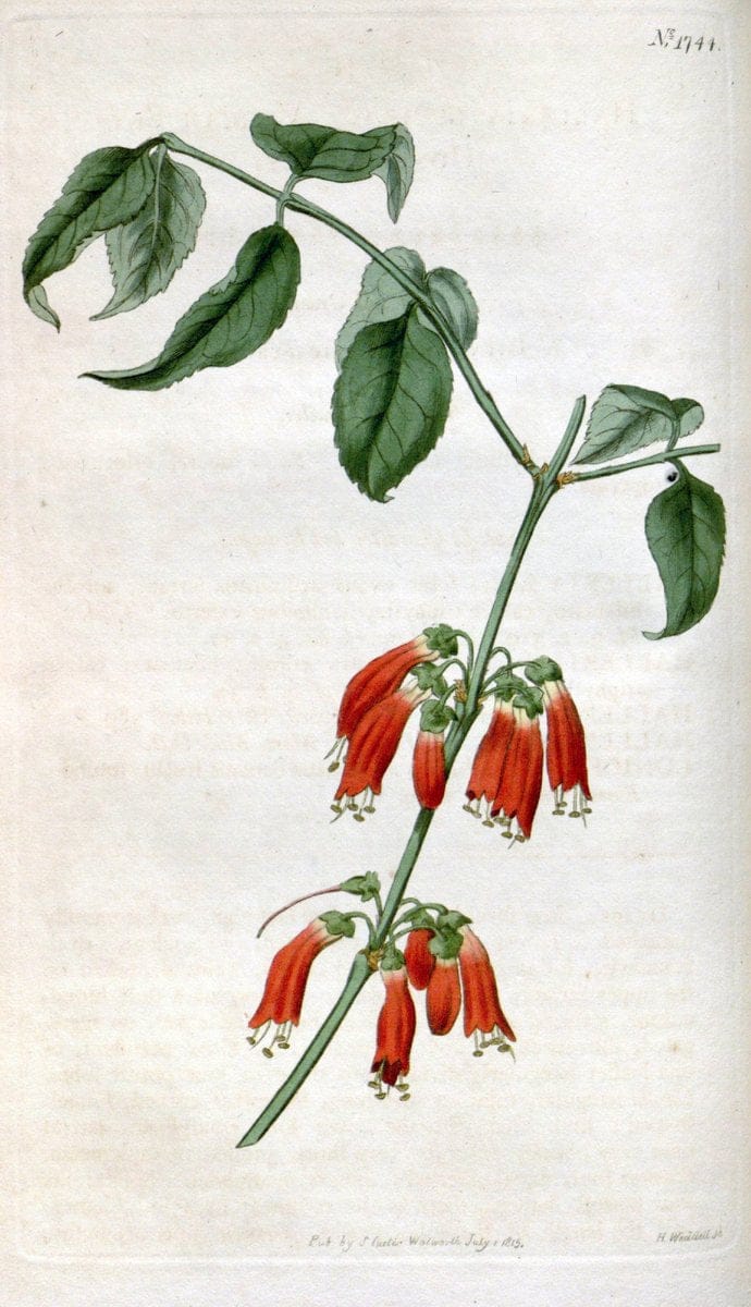 Curtis's botanical magazine. London ; New York [etc.] :Academic Press [etc.]. | "Botanical illustration" Botany Periodicals "Pictorial works" "Plants, Ornamental"  | Vintage Print Reproduction 453811