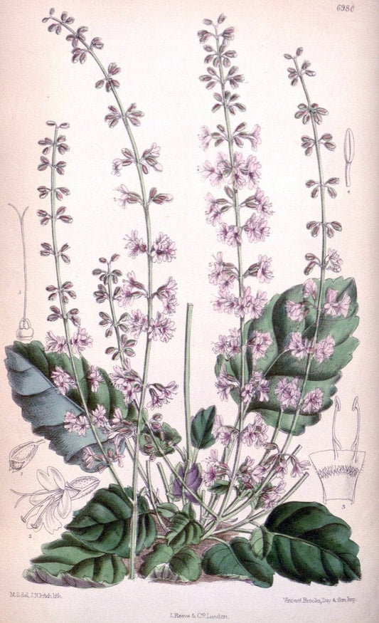 Curtis's botanical magazine. London ; New York [etc.] :Academic Press [etc.]. | "Botanical illustration" Botany Periodicals "Pictorial works" "Plants, Ornamental"  | Vintage Print Reproduction 453812