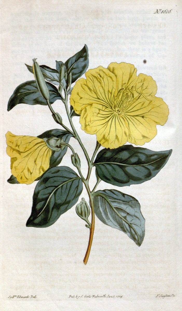 Curtis's botanical magazine. London ; New York [etc.] :Academic Press [etc.]. | "Botanical illustration" Botany Periodicals "Pictorial works" "Plants, Ornamental"  | Vintage Print Reproduction 453813
