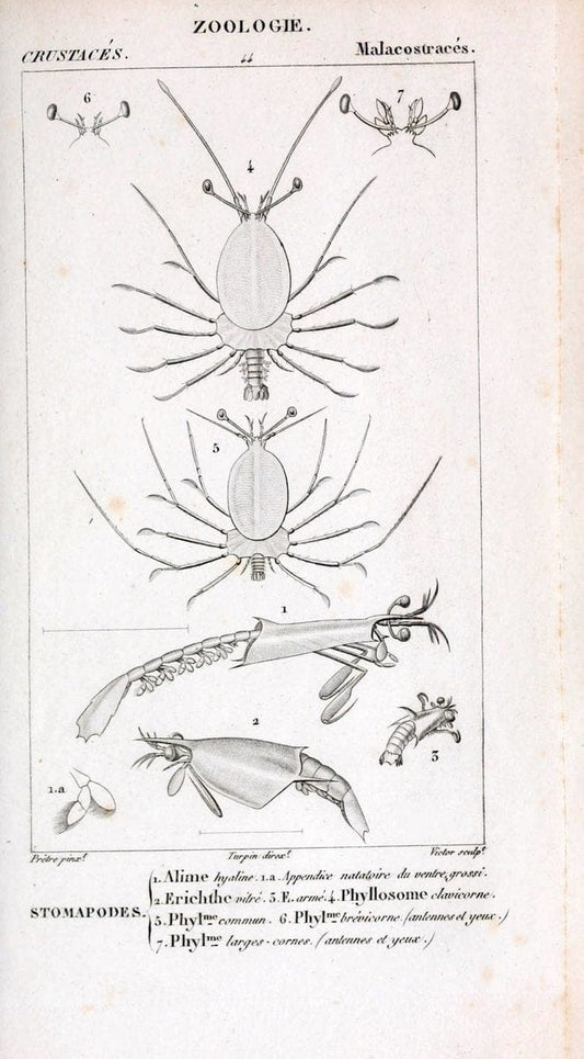 ConsidÃ©rations gÃ©nÃ©rales sur la classe des crustacÃ©s :.Paris :F.G. Levrault,1825.  | Crustacea France Zoology  | Vintage Print Reproduction 453815