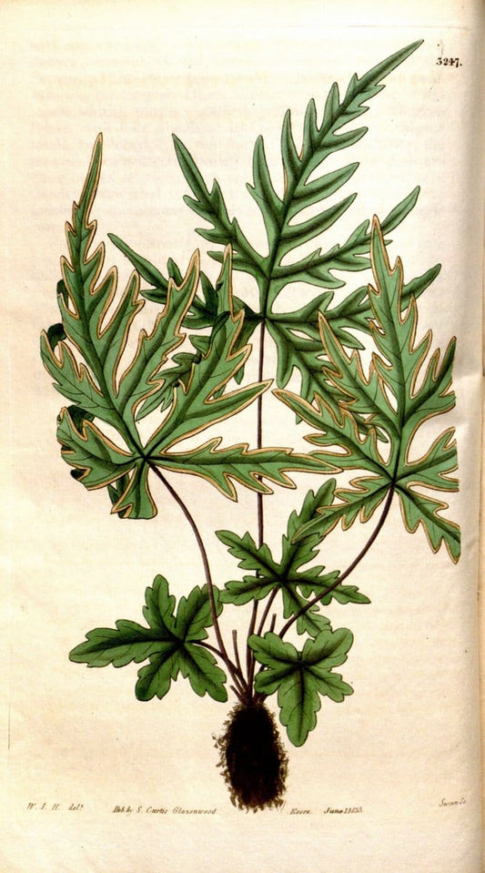 Curtis's botanical magazine. London ; New York [etc.] :Academic Press [etc.]. | "Botanical illustration" Botany Periodicals "Pictorial works" "Plants, Ornamental"  | Vintage Print Reproduction 453816