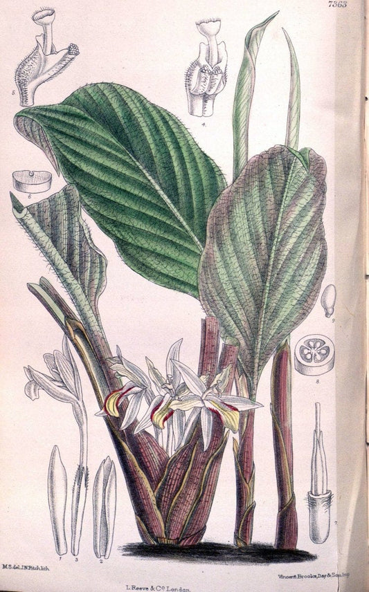 Curtis's botanical magazine. London ; New York [etc.] :Academic Press [etc.]. | "Botanical illustration" Botany Periodicals "Pictorial works" "Plants, Ornamental"  | Vintage Print Reproduction 453817