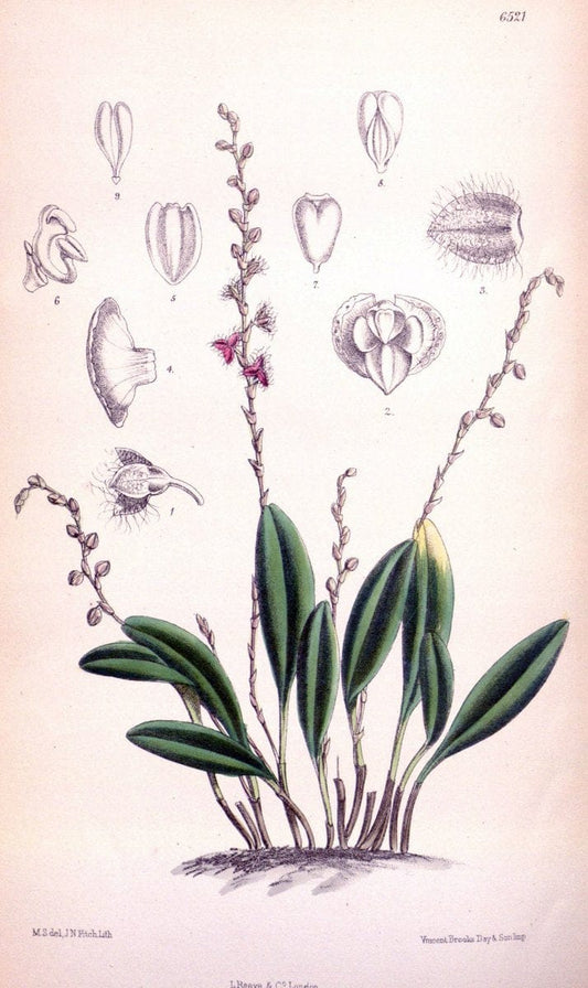 Curtis's botanical magazine. London ; New York [etc.] :Academic Press [etc.]. | "Botanical illustration" Botany Periodicals "Pictorial works" "Plants, Ornamental"  | Vintage Print Reproduction 453818
