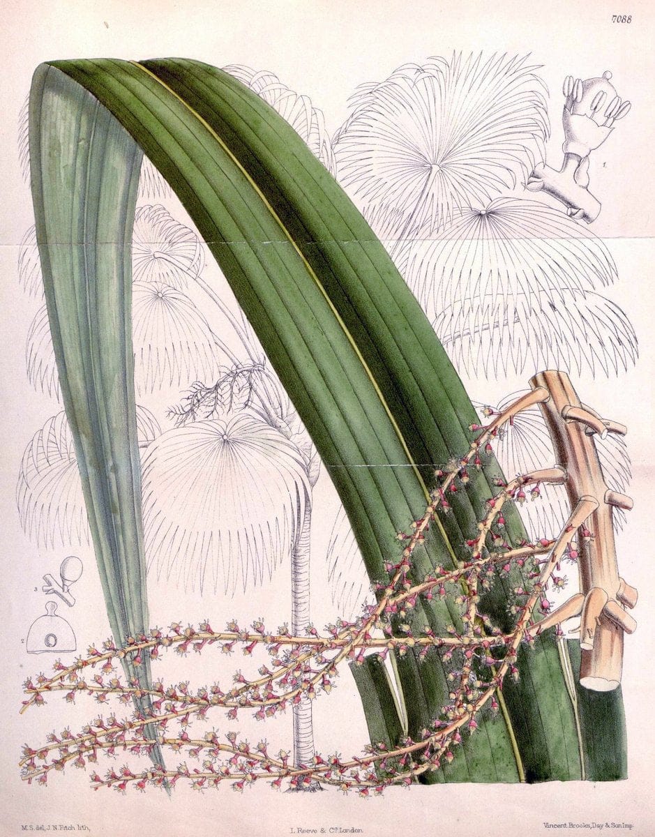 Curtis's botanical magazine. London ; New York [etc.] :Academic Press [etc.]. | "Botanical illustration" Botany Periodicals "Pictorial works" "Plants, Ornamental"  | Vintage Print Reproduction 453819
