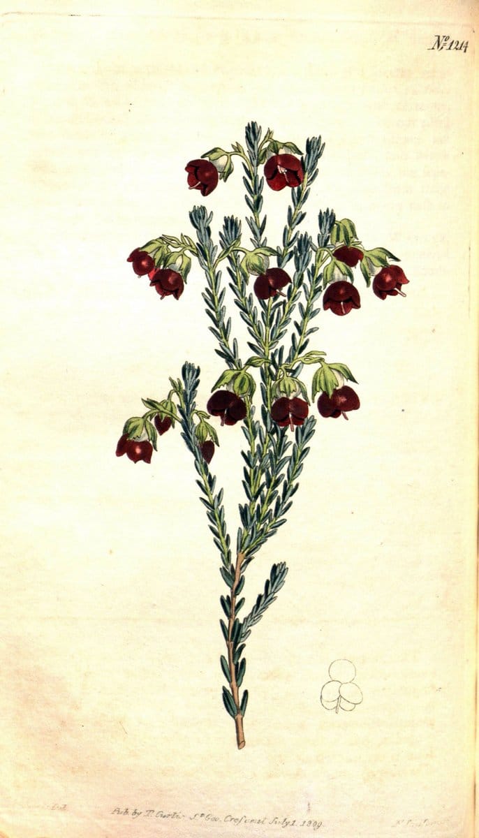 Curtis's botanical magazine. London ; New York [etc.] :Academic Press [etc.]. | "Botanical illustration" Botany Periodicals "Pictorial works" "Plants, Ornamental"  | Vintage Print Reproduction 453820