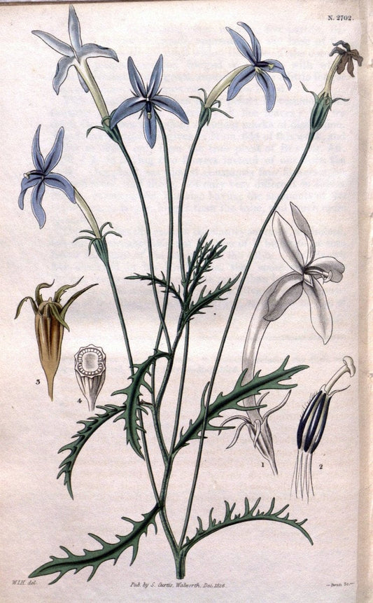 Curtis's botanical magazine. London ; New York [etc.] :Academic Press [etc.]. | "Botanical illustration" Botany Periodicals "Pictorial works" "Plants, Ornamental"  | Vintage Print Reproduction 453821