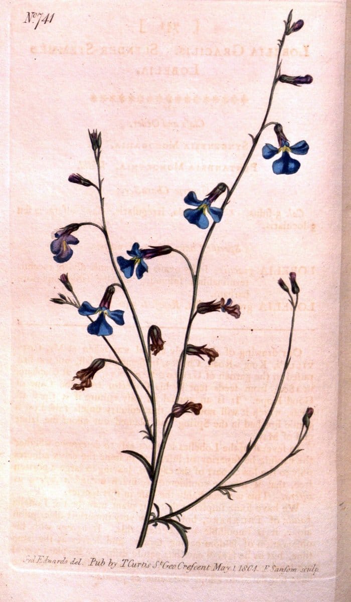 Curtis's botanical magazine..London ;New York [etc.] :Academic Press [etc.]. |  | Vintage Print Reproduction 453822