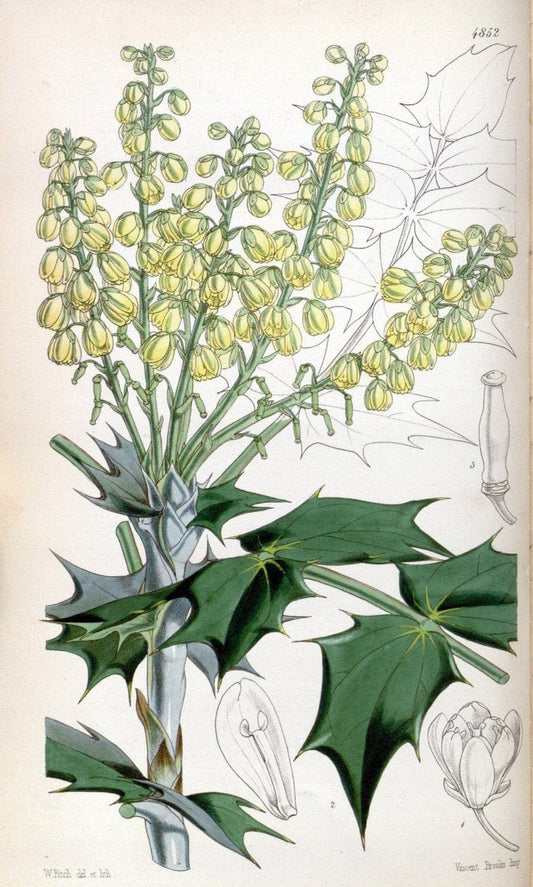 Curtis's botanical magazine. London ;New York [etc.] :Academic Press [etc.]. | Botany Periodicals "Pictorial works"  | Vintage Print Reproduction 453823
