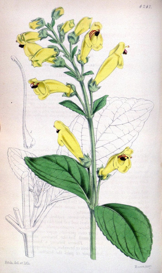 Curtis's botanical magazine. London ;New York [etc.] :Academic Press [etc.]. | Botany Periodicals "Pictorial works"  | Vintage Print Reproduction 453824